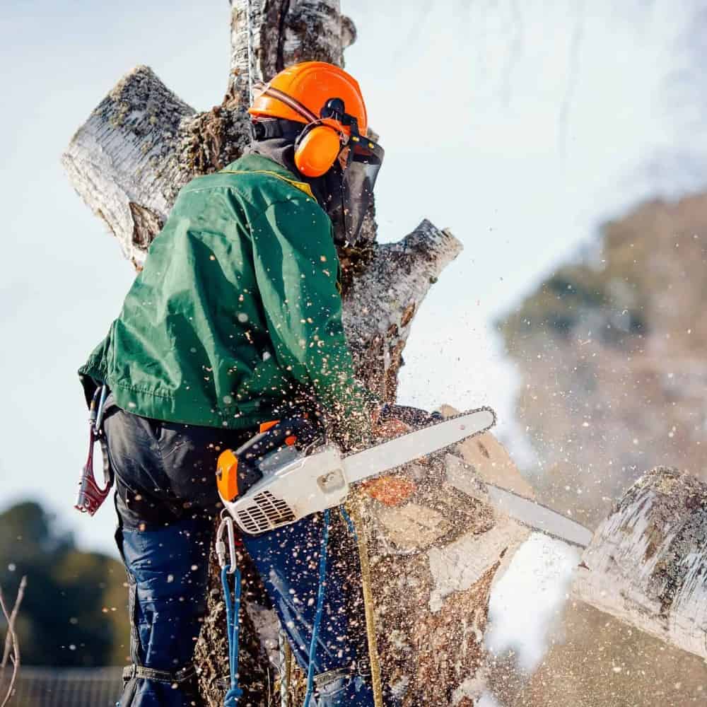 Arborist Insurance Massachusetts